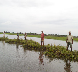 Assam Agricultural Competitiveness Project