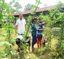 Adolescent Girls Nutrition Programmes in Tea Gardens of Assam